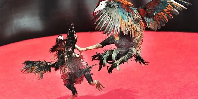 Khám Phá Cách Chơi Đá Gà Sabong Bet88 Thắng Lớn Siêu Dễ 1 Khám Phá Cách Chơi Đá Gà Sabong Bet88 Thắng Lớn Siêu Dễ