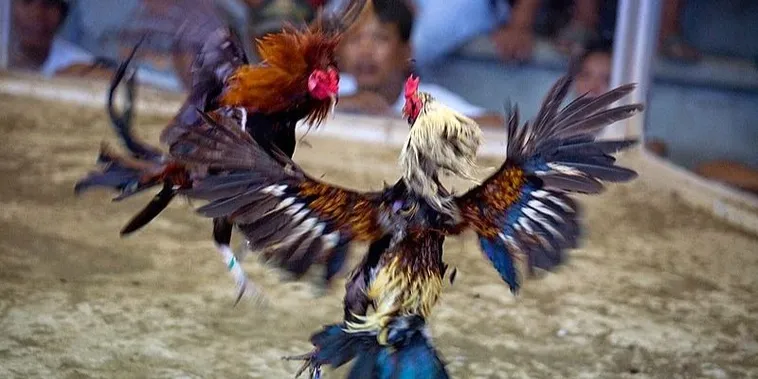 Khám Phá Cách Chơi Đá Gà Sabong Bet88 Thắng Lớn Siêu Dễ 2 Khám Phá Cách Chơi Đá Gà Sabong Bet88 Thắng Lớn Siêu Dễ